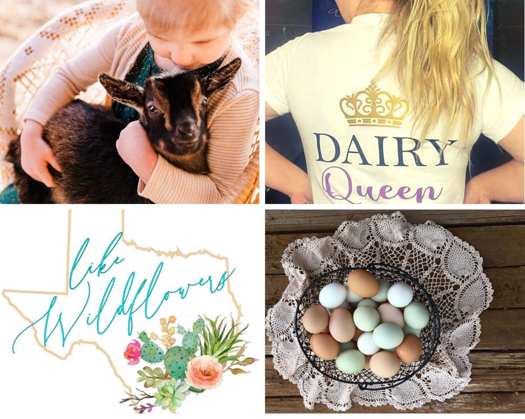 Baby goat with kid, "Dairy Queen" shirt, logo, eggs