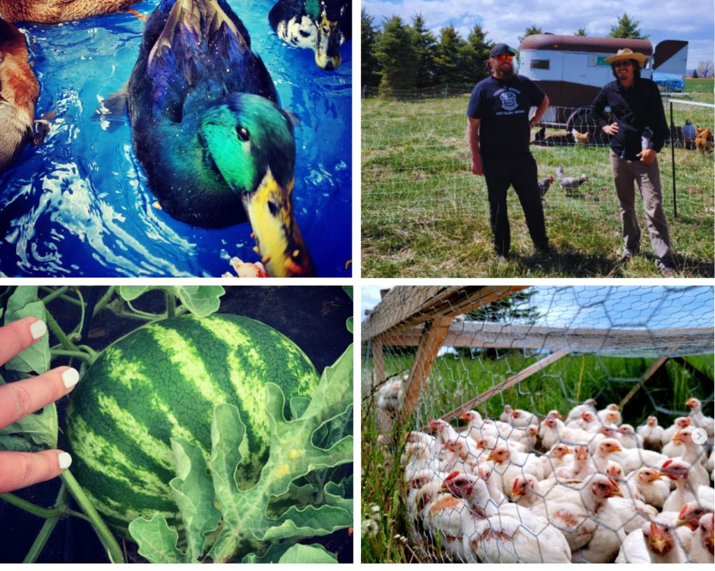 OwlTree Collage: ducks, owners, watermelon, chickens