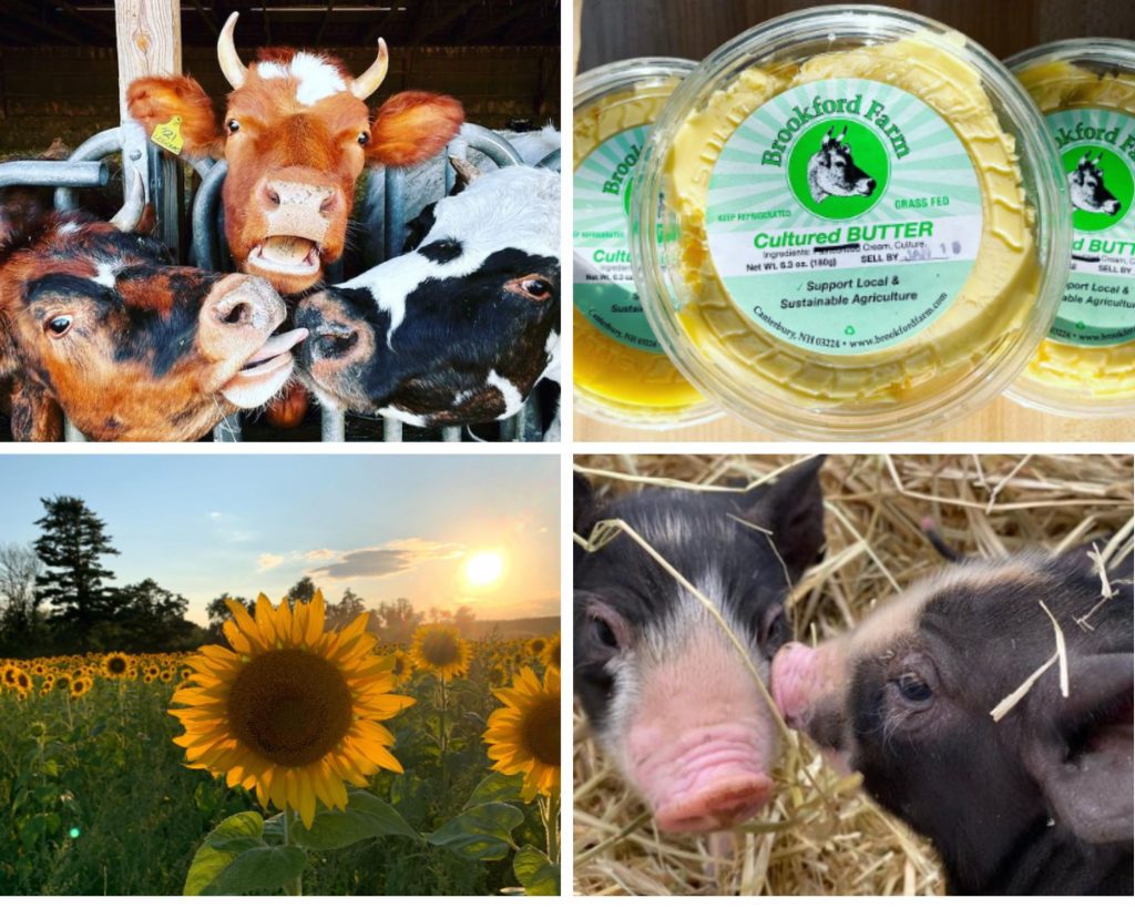 Brookford Farm Collage - cows, butter, sunflowers, piglets